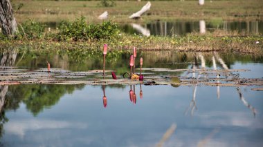 Neak Poan çevresinde su zambakları olan gölün manzarası Jayataka Baray 'da bir Budist tapınağı olan yapay bir ada.