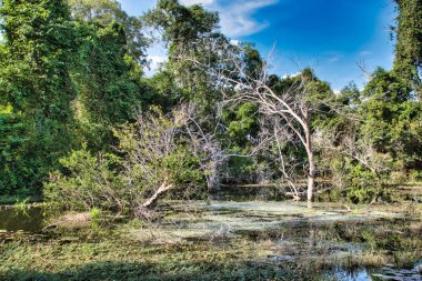 Neak Poan çevresinde ölü ağaçların olduğu göl manzarası. Jayataka Baray 'da bir Budist tapınağı olan yapay bir ada.