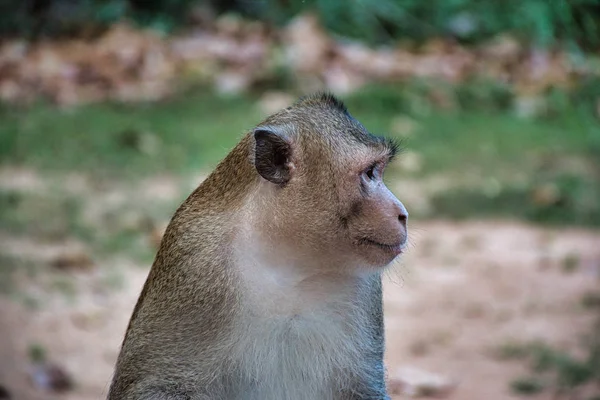 Macacos Selvagens Preah Khan Templo Local Entre Ruínas Antigas Angkor — Fotografia de Stock