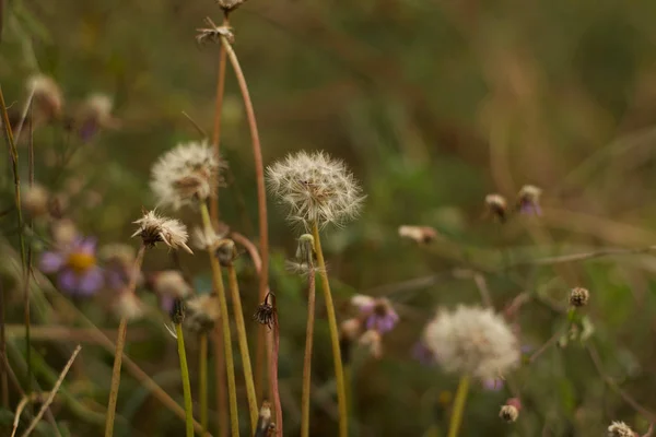 flowers of dandelion and wild herbs