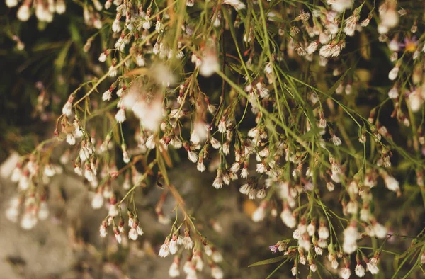 fluffy buds of wild grass stems and flowers of wild grasses