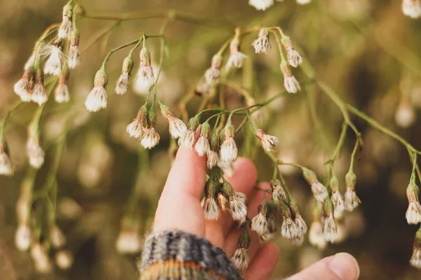 fluffy buds of wild herbs and woman's hand. Ecological life, slowliving concept
