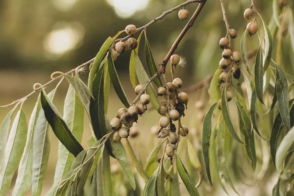 ripe fruits of wild olive