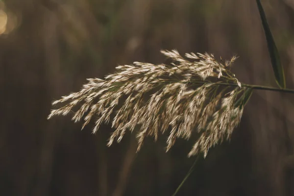 River cane blossom in muted colours