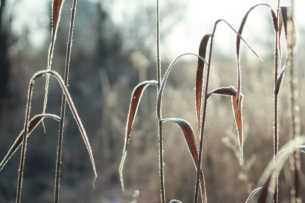 river cane covered with hoarfrost, against winter sunlight. Illustration for posts about weather, nature, environment. Outdoor, natureloving, slowliving concept