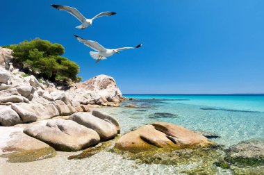 Martılar sığ su tarafından shore sithonia, Kuzey Yunanistan'ın üzerinde