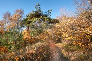 Kuzey Almanya 'da Baltık Denizi' ndeki Hiddensee adasında sonbahar ormanlarında yürüyüş yolu