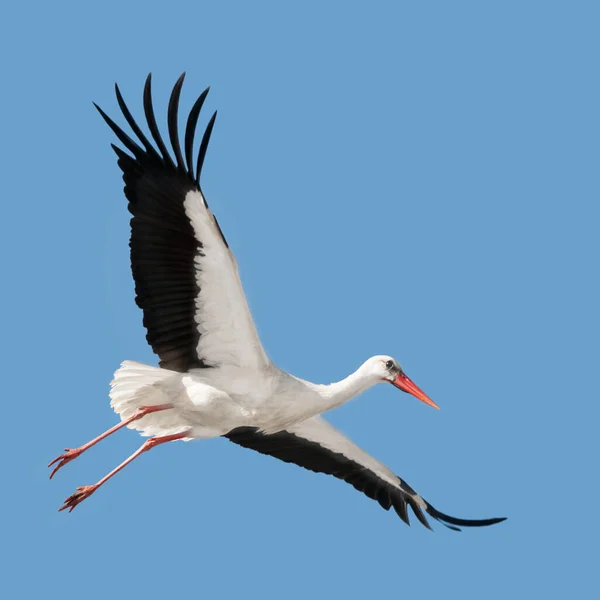 Flying White Stork Ciconia Ciconia Blue Sky — Stock Photo, Image
