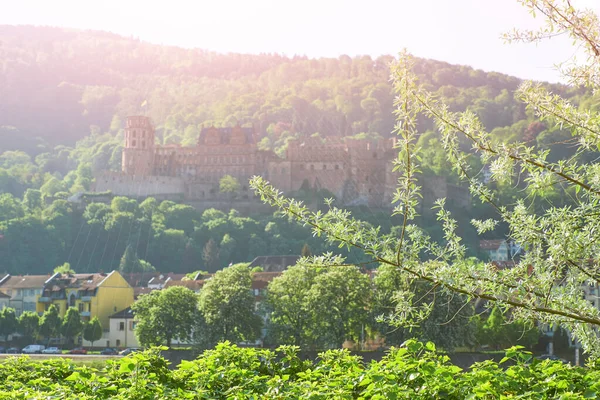 Romantyczne Tło Zamku Heidelberg Porannej Mgle Liśćmi Wiosny Pierwszym Planie — Zdjęcie stockowe