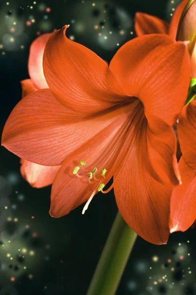 Rode Amaryllis Bloemen Donkere Abstracte Achtergrond — Stockfoto