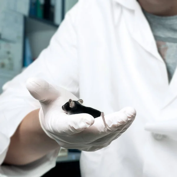 Scientist in lab coat holds a black mouse in his gloved hand