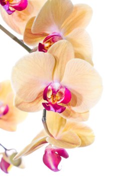 Sarı phalaenopsis orkide beyaz izole