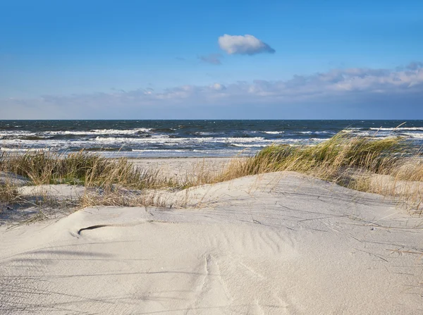 Sand dunes with grass and shrubs protecting beach from the storms in Hiddensee island, Baltic See, Northern Germany. Text space on the sand below.