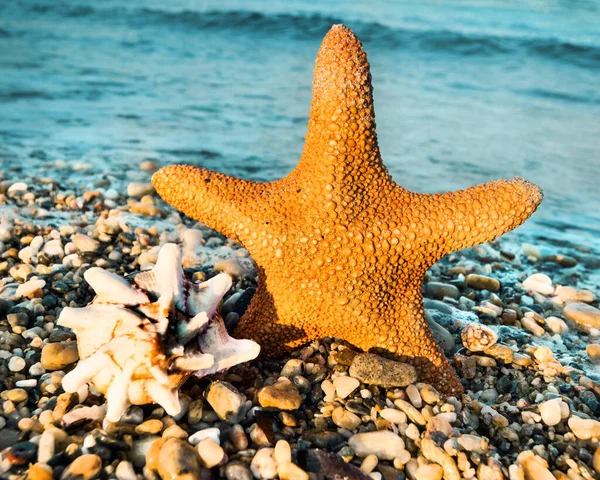 Sea star and shell by the sea on a sunset