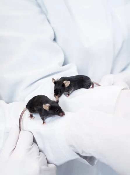 Две Черные Лабораторные Мыши Сидят Руках Двух Смотрителей Животных — стоковое фото