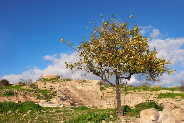 Wild Apple Tree Ancient Ruins Kato Paphos Archaeological Park Cyprus — Stock Photo, Image