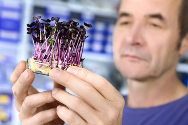 Genel tüketim için lahanası kalite kontrolü