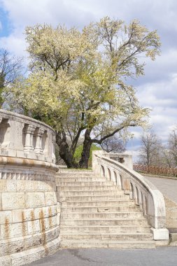 Budapeşte 'de bahar, Fisher' a giden merdivenlerin yanındaki ağaçta.