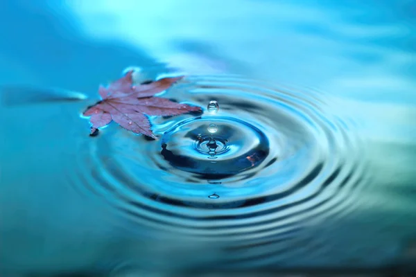 Red Marple Leave Water Surface Rings Water Drops Fall Background — Stock Photo, Image