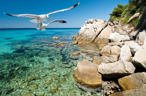 Gaivotas Sobre Águas Rasas Costa Sithonia Norte Grécia — Fotografia de Stock