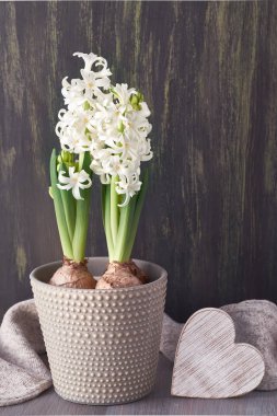 Beyaz sümbül çiçekleri gri tencerede, yün atkı ve ahşap kalp koyu dokulu arka planda