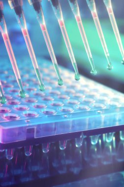 Bilimsel geçmiş. Plastik kuyulardaki DNA 'yı güçlendirmek için reaksiyon karışımıyla doldurulmuş çok kanallı pipet uçları. Bu resim tonlandırılmış.