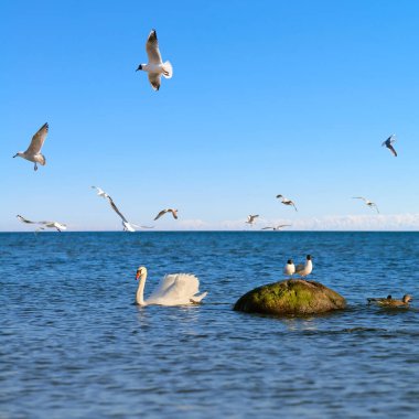 Martılar, Kuzey Almanya 'daki Rugen adasında, Baltık Denizi' nde küçük balık avlarlar. Sığ Dof, kuğuya odaklan..