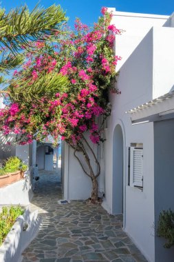 Yunanistan 'ın Santorini adasındaki Oia köyündeki tipik bir beyaz Yunan evinin önündeki Mor Bougainvillea