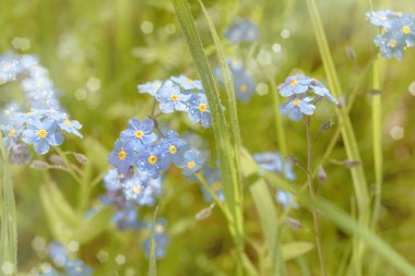 Mavi unutma beni çiçekleri bir tarlada, yakın plan. Sığ Dof, burada odak noktası yok..