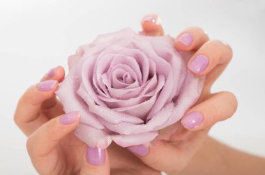 tarafsız adam solgun bir gül çiçek tutan elleri pastel leylak ile manikür