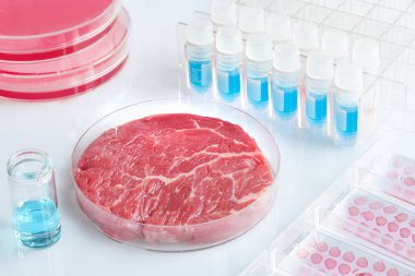 Modern laboratuvar veya üretim tesisinde açık tek kullanımlık plastik hücre kültür çanak et örneği. Hayvan somatik hücrelerden in vitro kültürlenmiş temiz et kavramı.