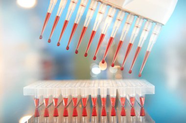 Bilimsel geçmiş. Plastik kuyulardaki DNA 'yı güçlendirmek için reaksiyon karışımıyla doldurulmuş çok kanallı pipet uçları. Bu resim tonlandırılmış.