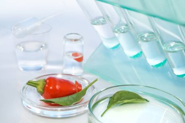 Laboratuvarda kırmızı biberleri böcek ilacı ile kirletme testi yapılıyor. 