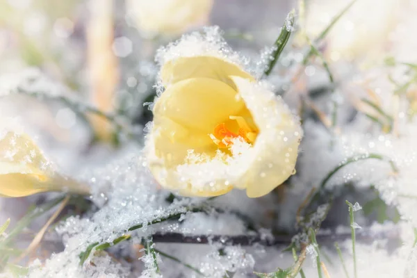 Närbild Gul Krokus Blomma Smältande Snö Denna Bild Tonad Grunt — Stockfoto