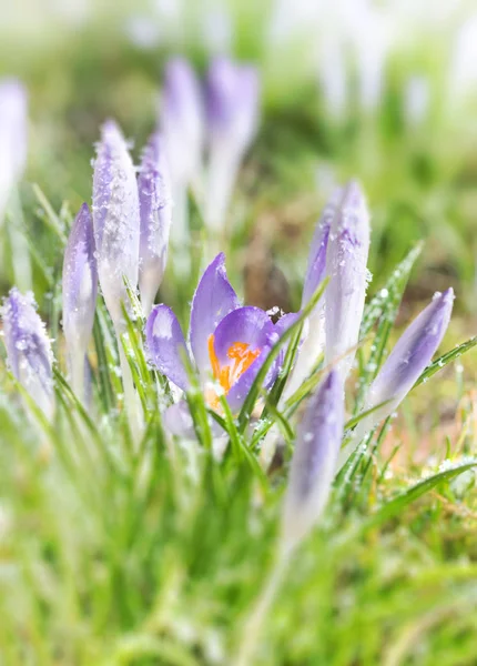 Zbliżenie Fioletowy Krokus Kwiaty Pod Śnieg Świeży — Zdjęcie stockowe