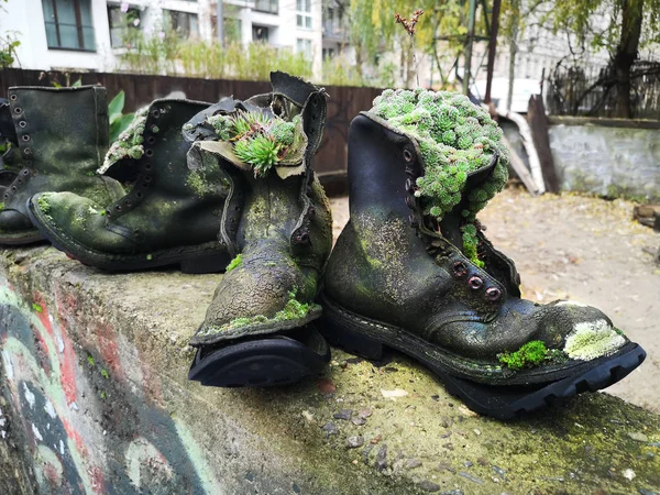 Upcycle old things creatively! Succulent plants and moss and wild plants growing in upcycled old leather boots on divider wall in alternative garden