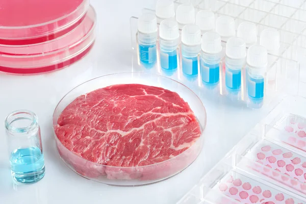 Meat Sample Open Disposable Plastic Cell Culture Dish Modern Laboratory — Stock Photo, Image