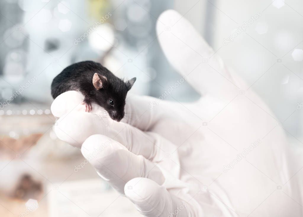 Black laboratory mouse sits on gloved male hand