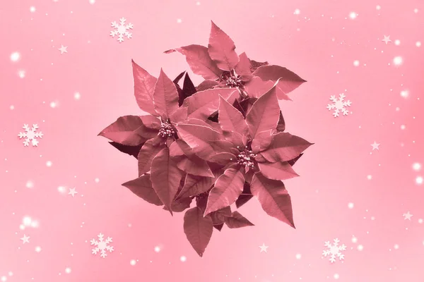 Rosa Monokrom Bild Julstjärna Xmas Stjärnväxt Jul Fest Trendig Ovanifrån — Stockfoto