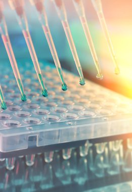 Bilimsel geçmiş. Plastik kuyulardaki DNA 'yı güçlendirmek için reaksiyon karışımıyla doldurulmuş çok kanallı pipet uçları. Bu resim tonlandırılmış.