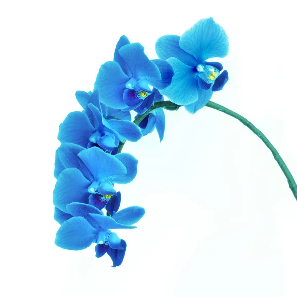 Monochromes Bild Von Orchideenblüten Klassischem Blau Getönt Farbe Des Jahres — Stockfoto