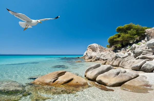 在浅水岸边的遮阳伞和 希腊北部的海鸥 — 图库照片