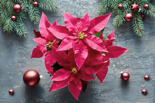 Vibrant pink poinsettia, Christmas celebration, flat lay on dark liquid acrylic fluid paint background decorated with natural  fir twigs and dark red glass trinkets.