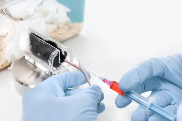 Injectie Muis Staart Laboratoriumomstandigheden — Stockfoto