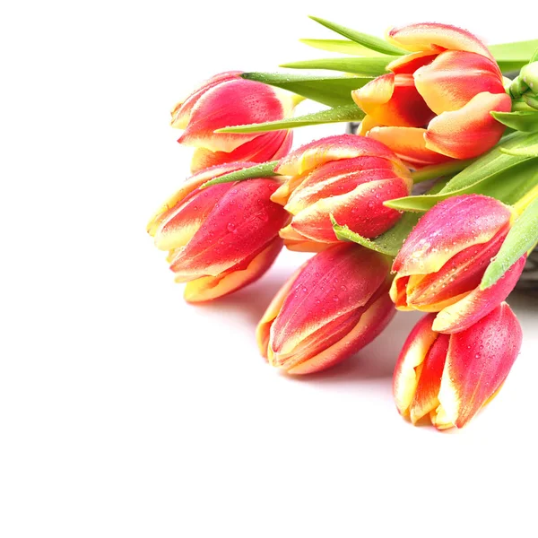 Beyaz arkaplanda kırmızı çizgili laleler, bahar veya Paskalya tasarımları için coner ögesi, metin için boşluk