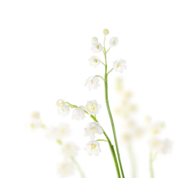 Close Lelietje Van Dalen Bloemen Witte Achtergrond — Stockfoto