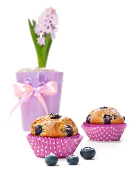 蓝莓松饼和孤立的花盆里的风信子 — 图库照片
