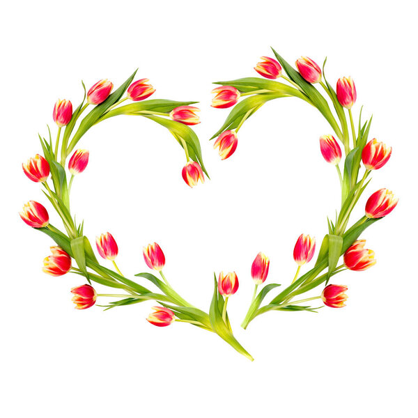 Heart made of red stripy tulips isolated on white background. Space for your text