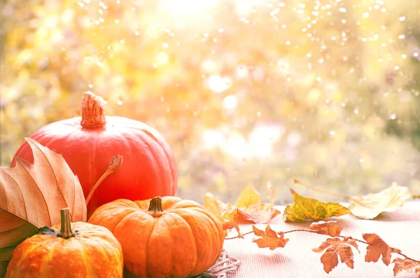 Fond Automne Avec Des Citrouilles Des Feuilles Sèches Sur Panneau — Photo