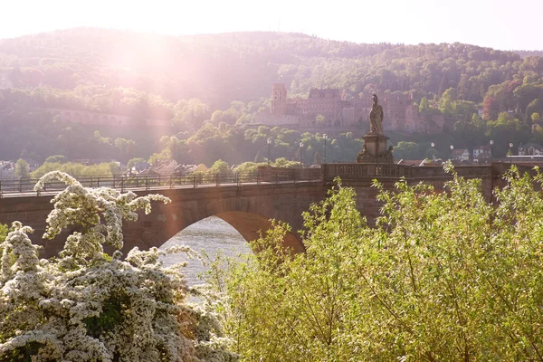 Romantyczny Obraz Zamku Heidelberg Porannej Mgle Kwitnącym Drzewem Pierwszym Planie — Zdjęcie stockowe